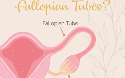 What are Fallopian tubes?